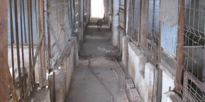 Rescatan 323 perros en dos centros de crí­a y venta clandestina