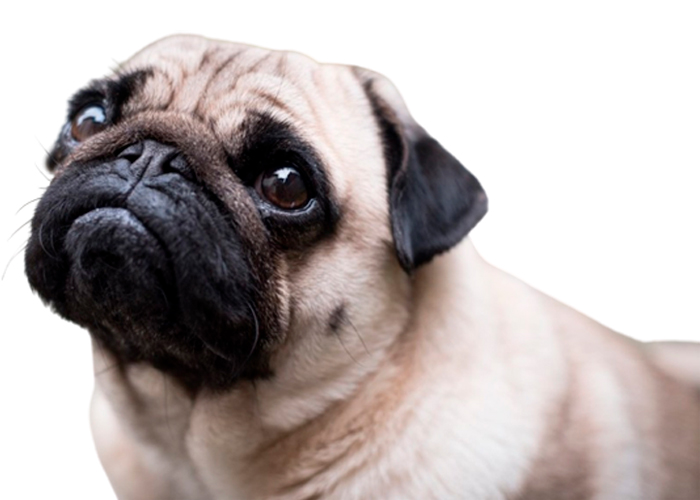 Pugs, boxers… ¿Por qué los Países Bajos pronto prohibirán tener perros de nariz chata?