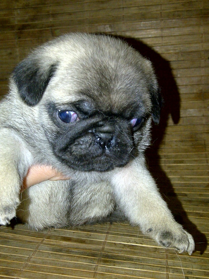 AnadyrBlues Kennel