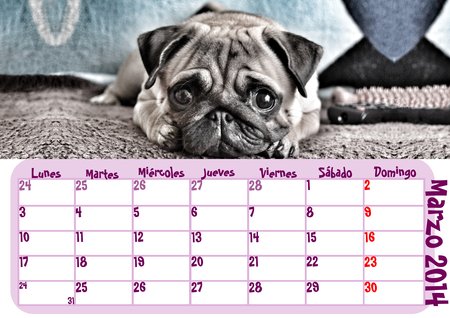 Calendario Mi Carlino 2014