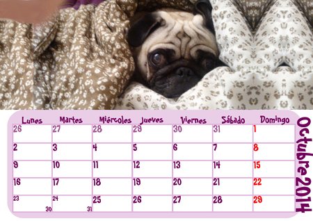 Calendario Mi Carlino 2014