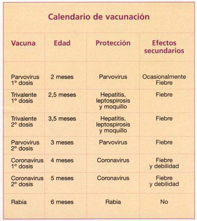 Calendario vacunación perros