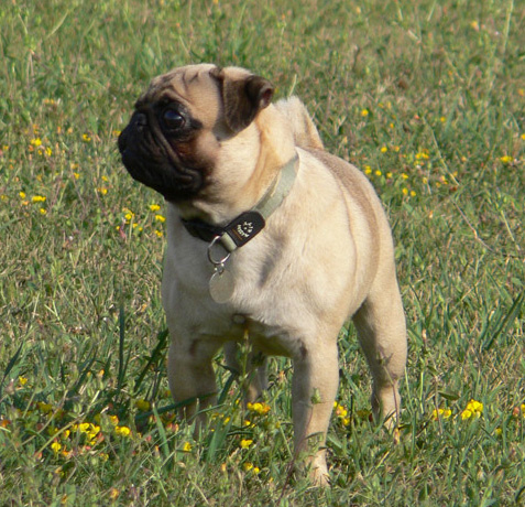 Carlino estandard