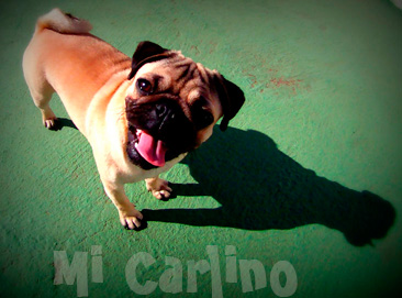 Carlino directorio carlinero