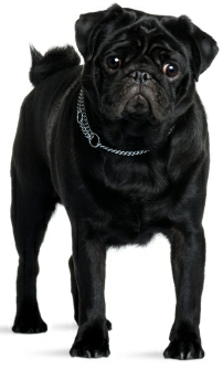 Carlino negro, black pug