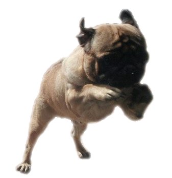 Carlino saltando, Chobit