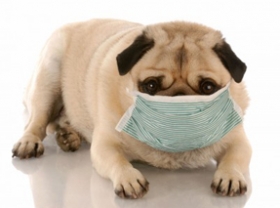 Veterinarios