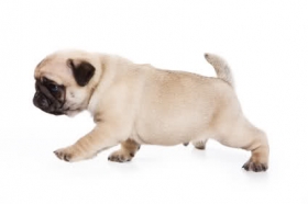 Pugs extraviados y/o encontrados