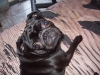 Carlino | Macho