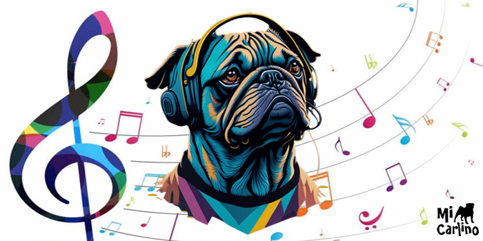 Carlinos y la música: descubre qué bandas y artistas adoran a los perros de esta raza