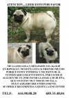 Lola | Carlina | Hembra | Robada en Ripollet