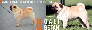 Hasta la victoria siempre de Fencing dogs | Carlino | Macho | Leonado | 08/09/2011 | LOE | La Coruña | España | Semental