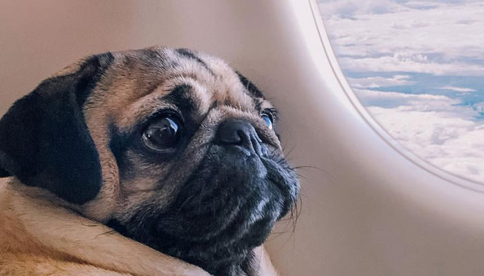 Los carlinos y los viajes en avión: cómo preparar a tu perro para un vuelo
