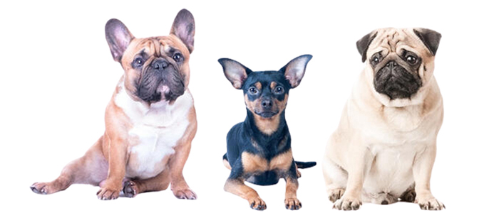 Los carlinos y otros perros: todo lo que necesitas saber para socializar correctamente a tu pug