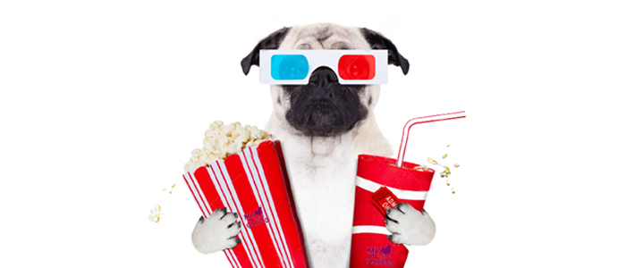 El carlino en el cine y la televisión: las películas y series donde aparecen estos perros
