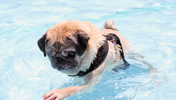 Cosas que debes saber antes de llevar a tu perro a una piscina o parques acuáticos para perros