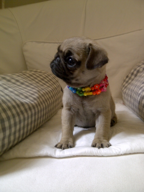 Camada de ANADYRBLUES KENNEL
