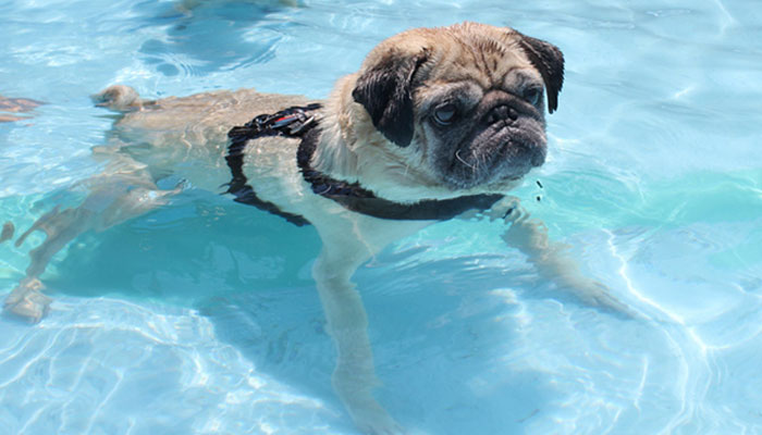 Piscinas para perros: ¿cuáles son las opciones seguras?