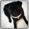 Citas en las que aparece el Pug