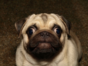 Carlino
