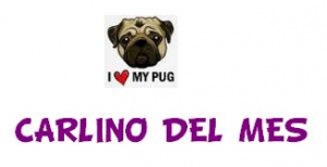 El Carlino del mes