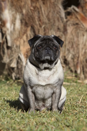 Perfil Canino, Carlino