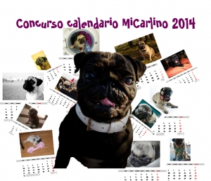 Concurso calendario micarlino 2014
