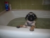 Pug baño