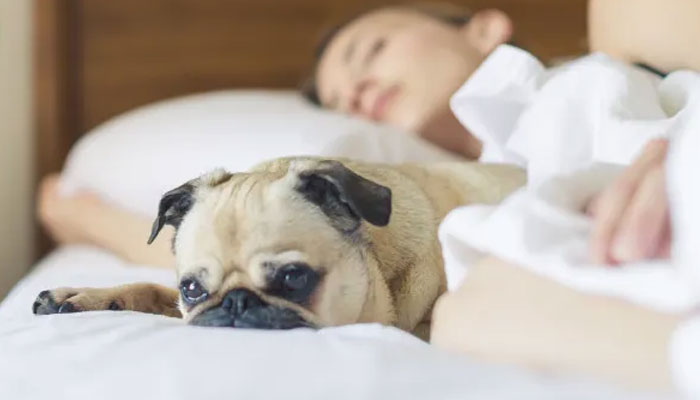 ¿Dormir o no con tu perro carlino? Beneficios y riesgos que debes conocer