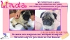 Linda | Carlino | Hembra