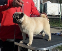 Carlino | Hembra | Leonado | 8 meses | Valladolid | España  - Vendida
