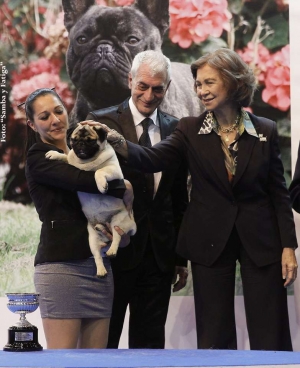 La Reina entrega el trofeo S.M. El Rey al Mejor Ejemplar canino a un Carlino