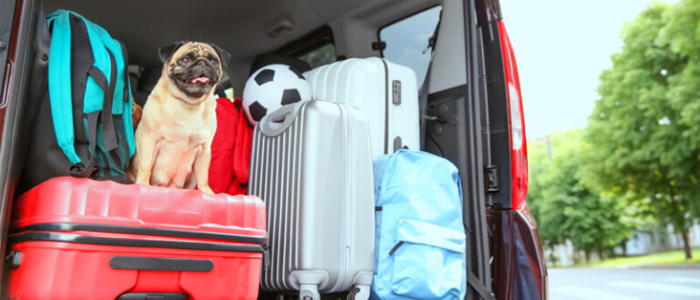 Consejos para viajar con un carlino: cómo hacer que tu perro se sienta cómodo durante un viaje