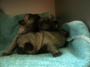 Camada de AnadyrBues Kennel - Vendidos