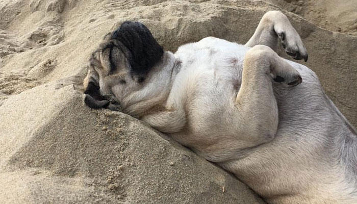 Ir de vacaciones en la playa con mi perro carlino: todo lo que has de saber