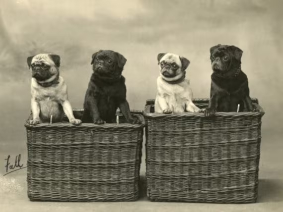 Fotografías Vintage del Carlino