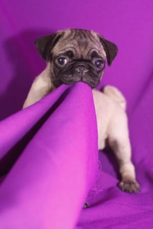 Cómo vender cachorros de forma legal