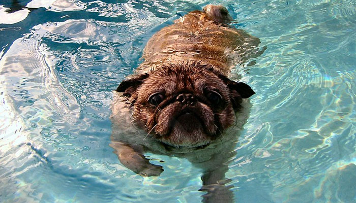 Los carlinos y los deportes acuáticos: ¿pueden nadar estos perros?