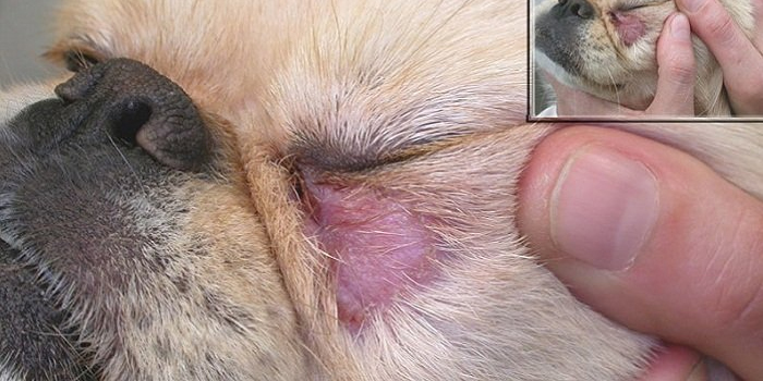 La dermatitis canina - Causas, síntomas y tratamiento