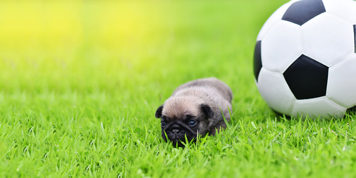 SOS Animales Sagunto organiza un torneo benéfico de fútbol 7