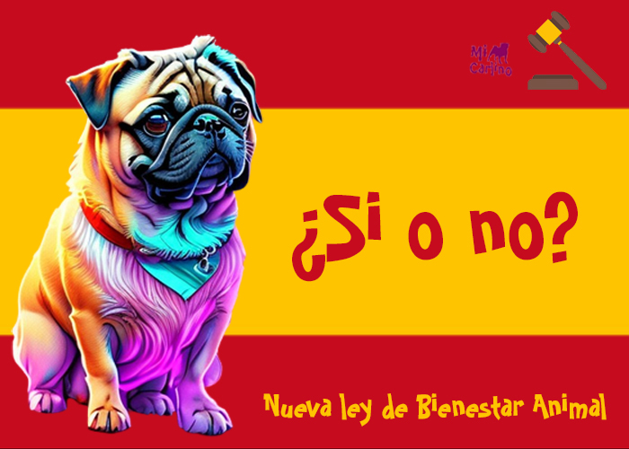 Lo que debes saber de la nueva de ley de bienestar animal de España