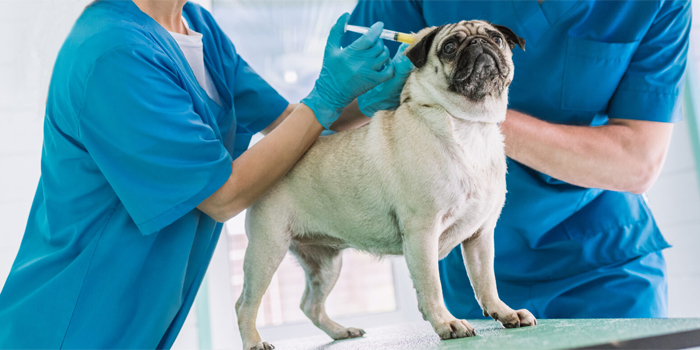 Cómo conseguir un trabajo de auxiliar veterinario: Funciones, competencias y formación