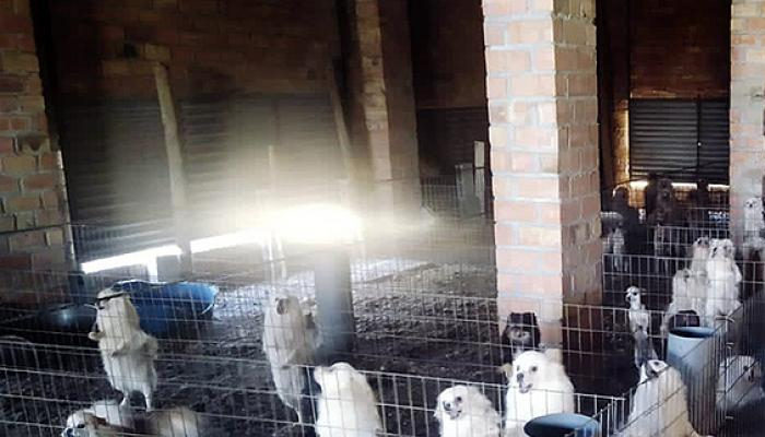 La guardia civil descubre un criadero clandestino de perros